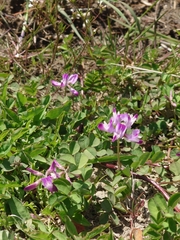 Astragalus sinicus