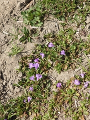 Mazus miquelii