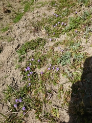 Mazus miquelii