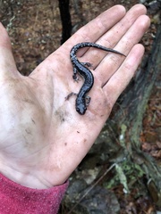 Plethodon ouachitae