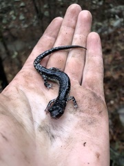 Plethodon ouachitae