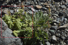 Dracocephalum imberbe
