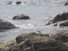 Motacilla alba lugens