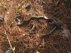 Pantherophis alleghaniensis