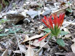 Monardella macrantha
