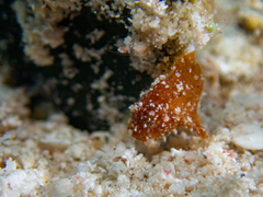 Antennarius pauciradiatus