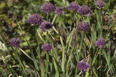 Allium amphibolum
