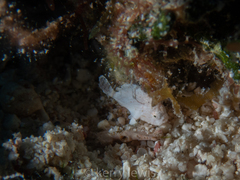 Antennarius pauciradiatus