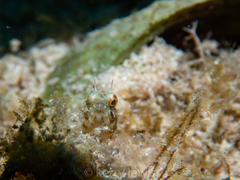 Emblemaria pandionis