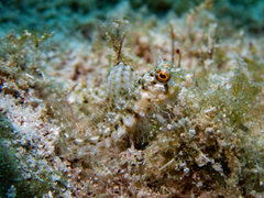 Emblemaria pandionis