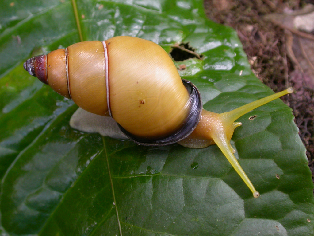 Papustyla
