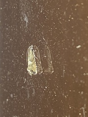 Sereda tautana