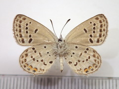 Tongeia fischeri japonica