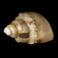 Pyrgophorus