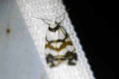 Thallarcha albicollis