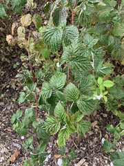 Rubus phoenicolasius