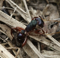 Rhytidoponera aspera