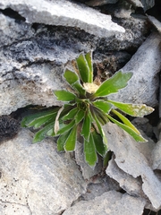 Pachycladon latisiliquum