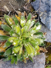 Pachycladon latisiliquum