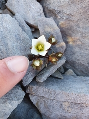 Gentianella filipes