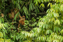 Sumatran Surili photo 4