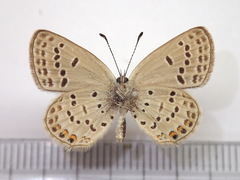 Tongeia fischeri japonica