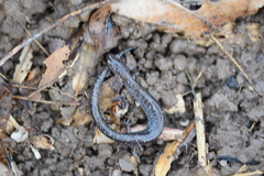 Plethodon cinereus
