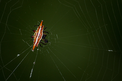 Gasteracantha frontata