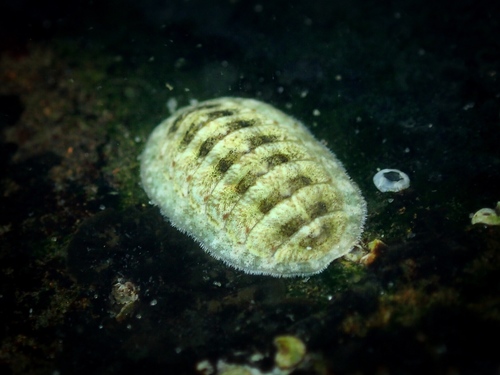 Grey Mail-shell, Oosterschelde, Zeeuwse meren, 158_13_400, NL, photo 5 of 10