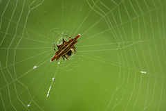 Gasteracantha frontata