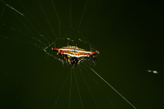 Gasteracantha frontata