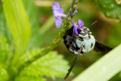 Xylocopa caerulea