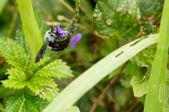 Xylocopa caerulea