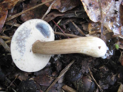 Porphyrellus image