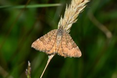 Chrysolarentia cataphaea