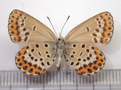 Plebejus argyrognomon