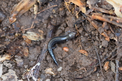 Plethodon cinereus