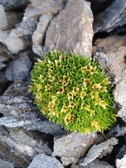 Colobanthus squarrosus squarrosus