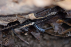 Plethodon cinereus