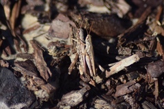 Orthoptera