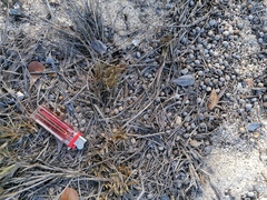 Sylvilagus cunicularius