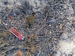 Sylvilagus cunicularius