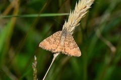 Chrysolarentia cataphaea