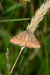 Chrysolarentia cataphaea