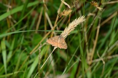 Chrysolarentia cataphaea