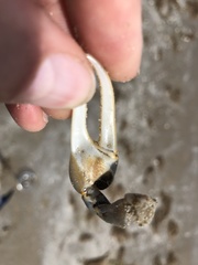 Minuca longisignalis