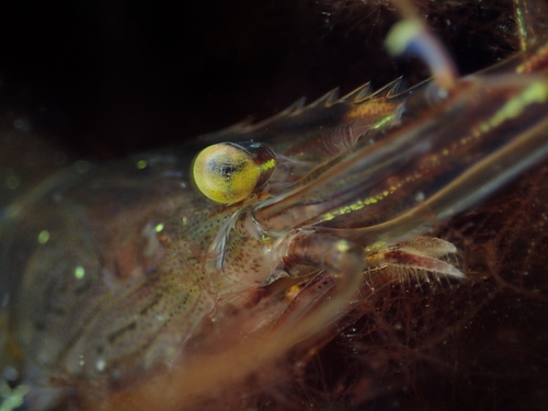 Common Prawn, photo 6 of 10