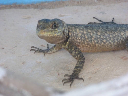 Peters' Lava Lizard, photo 6 of 10