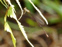 Prodasineura verticalis