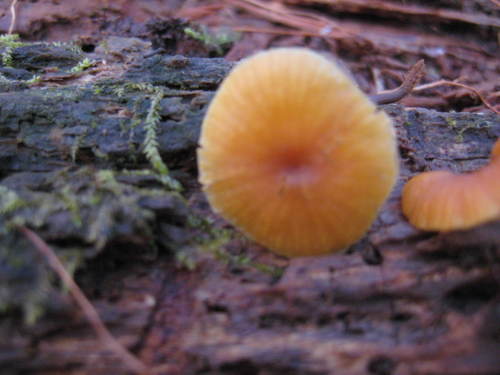 Mycenaceae image